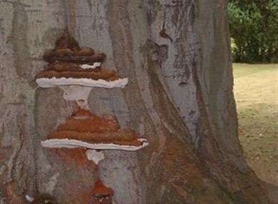 Acquire key tree inspection skills with this 1-day Lantra accredited course. Learn how to identify potentially hazardous trees. This course is designed for anyone working within industries that have contact with trees. Walk away from the course with basic knowledge and new skills.

Number of candidates per course: 12