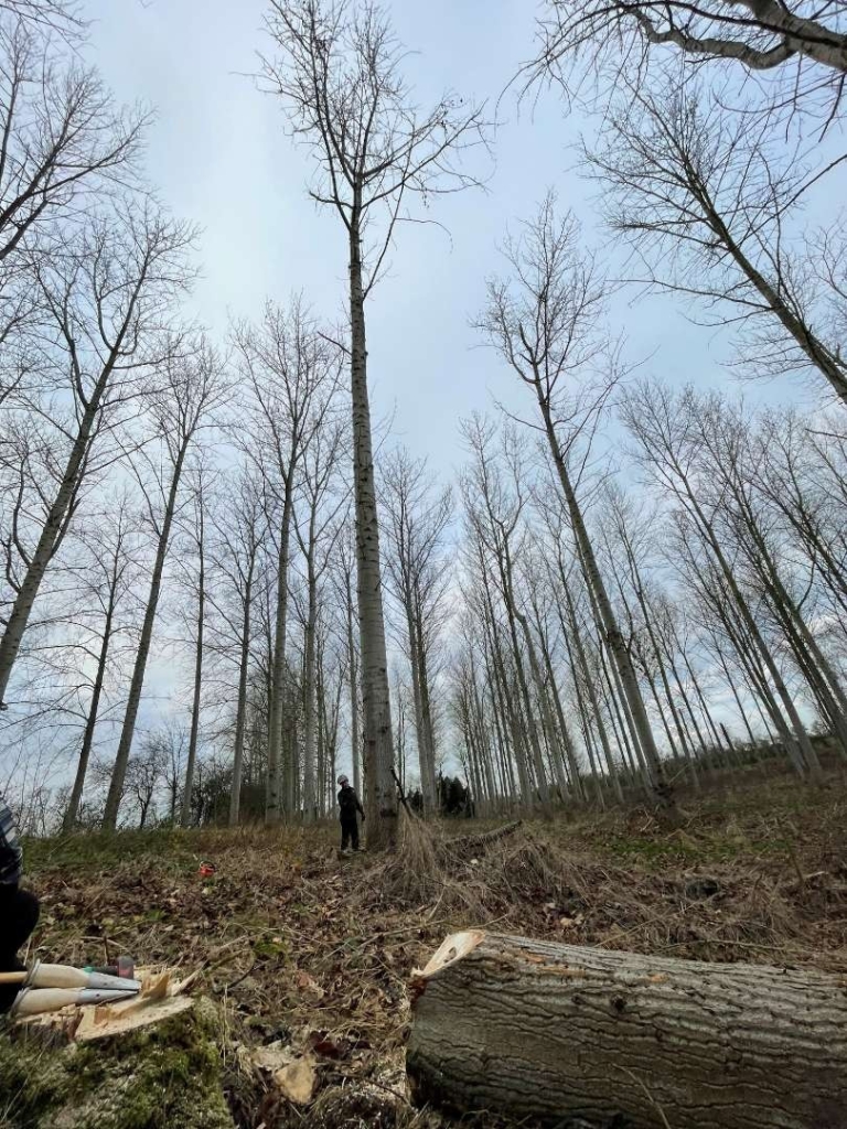 Develop your skills further with a course that teaches you new cutting techniques to fell and process larger trees. The course is designed for experienced Chainsaw users and on completion you will walk away from this course with updated skills ready for you to work on larger trees. After a practical and verbal assessment, successful candidates will receive a Level 3 Award in Felling and Processing trees over 380mm 
There are 3 dedicated days for training and for 1 day for assessment. 
Number of candidates per course: 4
