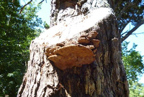 A 3 day preparation course for the Professional Tree Examination, this will demonstrate your competence to carry out tree surveys and make recommendations for effective and appropriate tree management.