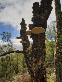 Professional Tree Inspection – Refresher