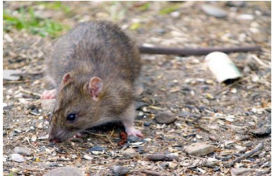 This course is for people who undertake management of rodent species in relation to pest control in domestic, agricultural and business settings. The training element of the course prepares candidates for the Level 2 Award in Rodent Management.